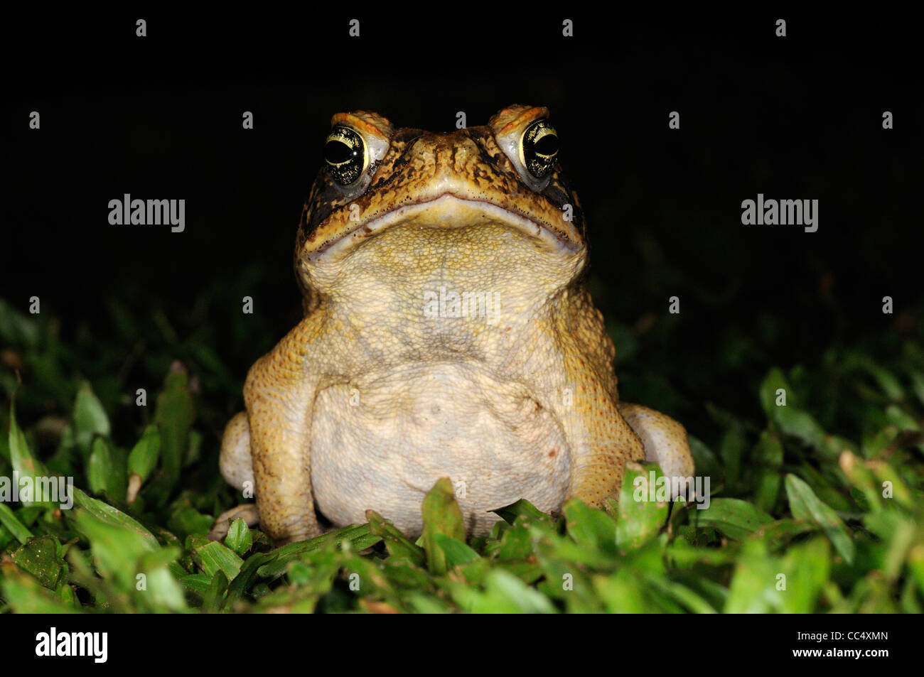 Cane Toad (Bufo marinus), nuit à la recherche de nourriture, d'Iwokrama Guyana Banque D'Images
