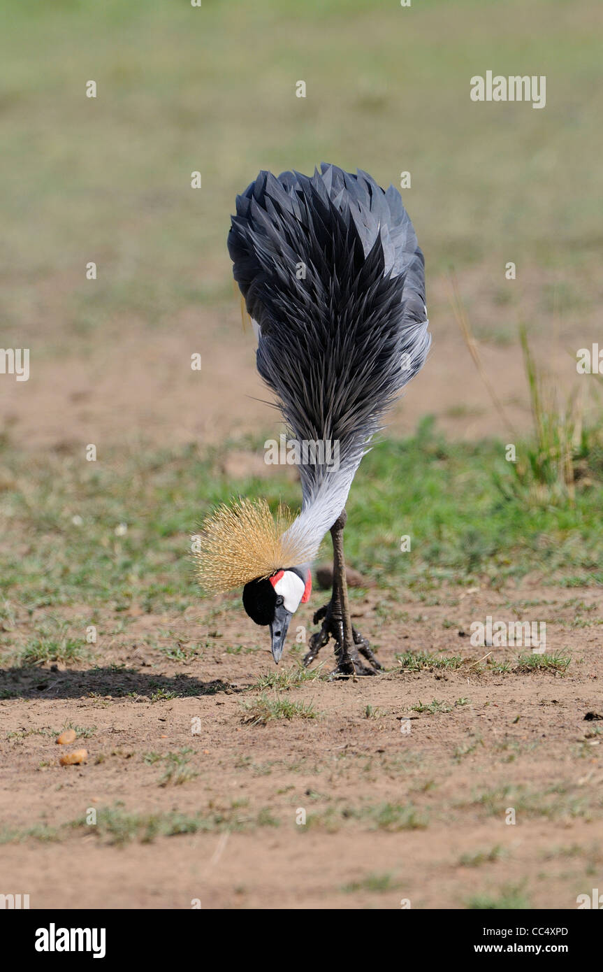 Grue couronnée grise (Balearica regulorum) en quête de nourriture sur le sol, Masai Mara, Kenya Banque D'Images