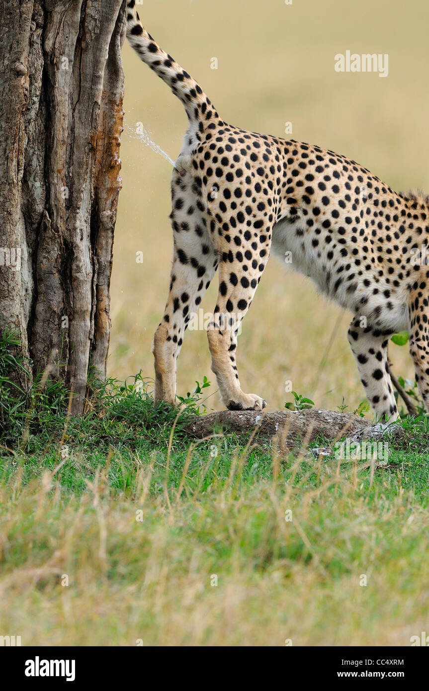 Le Guépard (Acinonyx jubatus), mâle, marquage, tronc de l'arbre de pulvérisation, Masai Mara, Kenya Banque D'Images