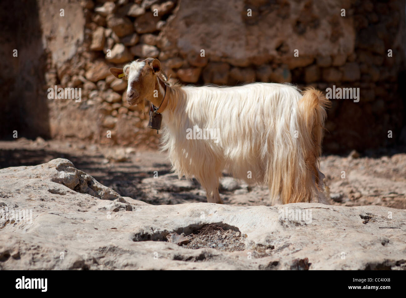 Dans une caste de chèvre abandonnés en Crète. Banque D'Images