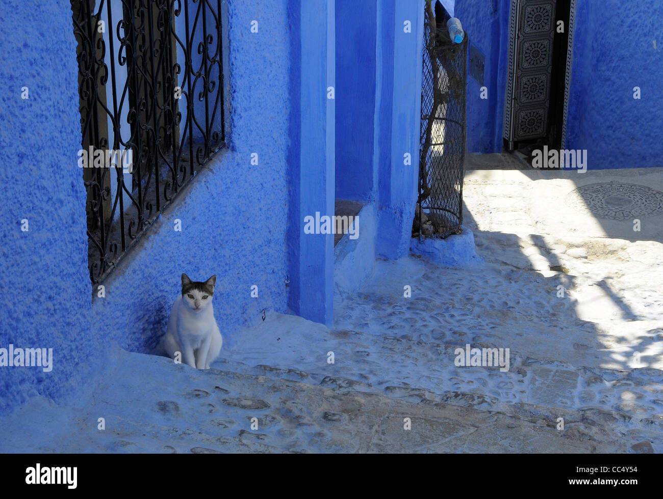 Un chat dans les rues de Chefchaouen, également connu sous le nom de Chaouen, un village avec des murs peints en blanc et bleu dans le nord du Maroc. Banque D'Images