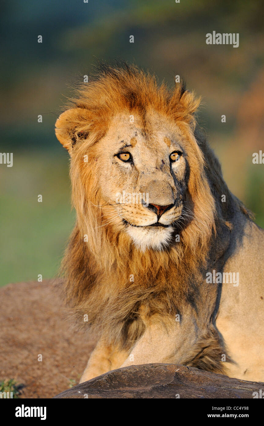 Lion (Panthera leo) mâle à Alert, Masai Mara, Kenya Banque D'Images