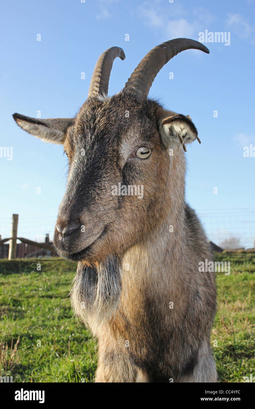 Billy Goat Banque D'Images