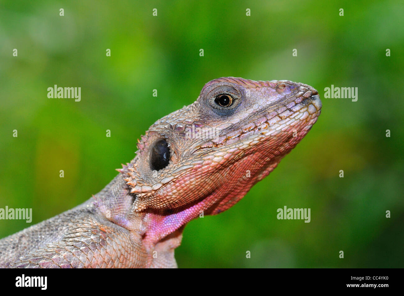 Agama agama Agama (Rock) close-up de tête, Masai Mara, Kenya Banque D'Images