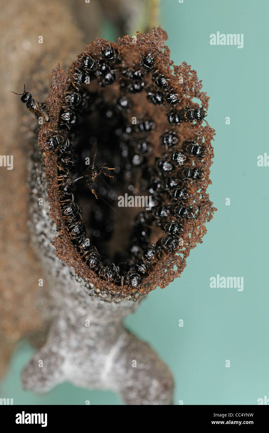 Voleur de mélipones Bee (Lestrimelitta limao) colonie de nidification, la protection de l'entrée du nid, Trinité Banque D'Images