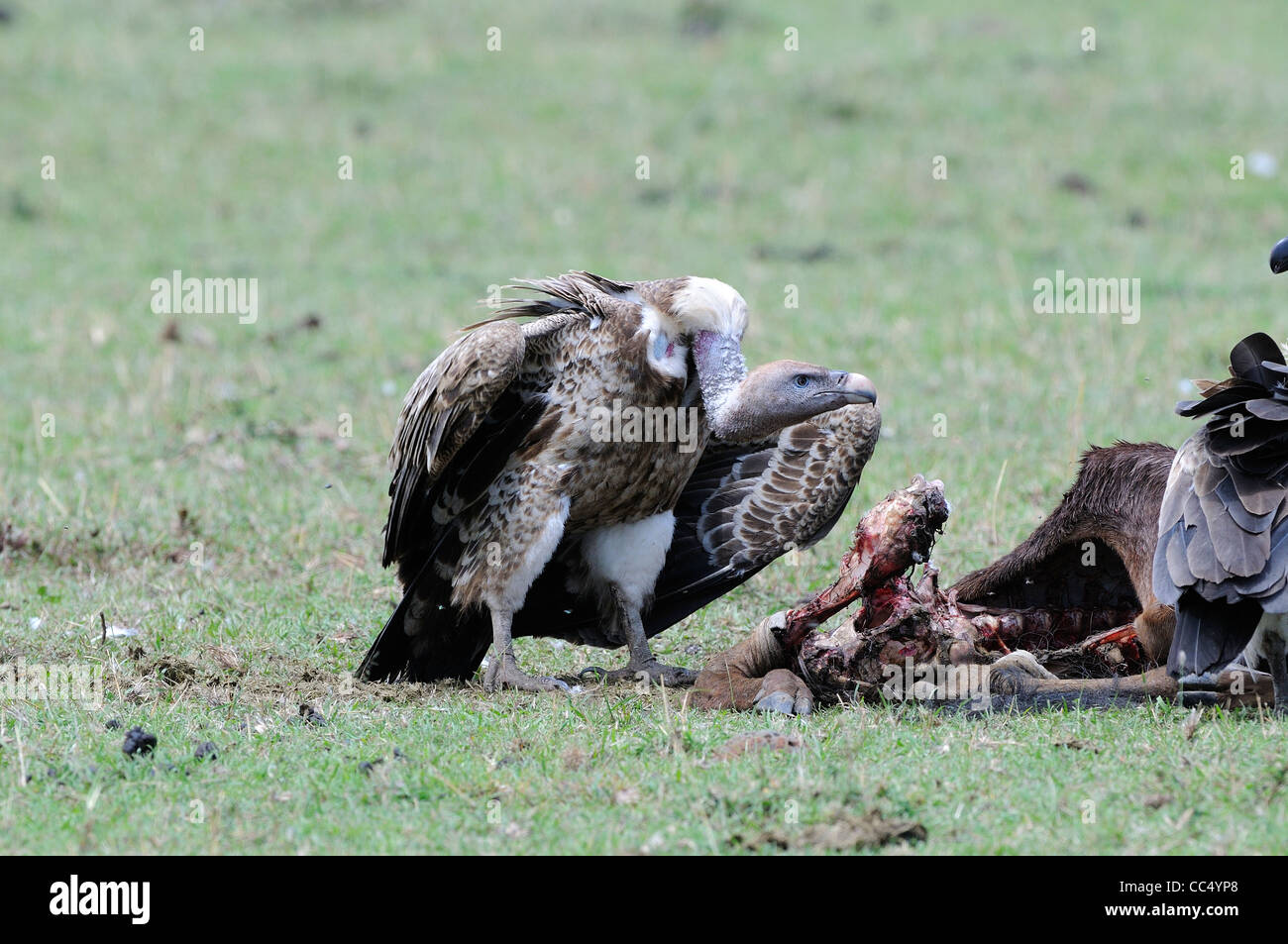 L'Ruppell vautour fauve (Gyps rueppellii) adulte à carcasse animale, Masai Mara, Kenya Banque D'Images
