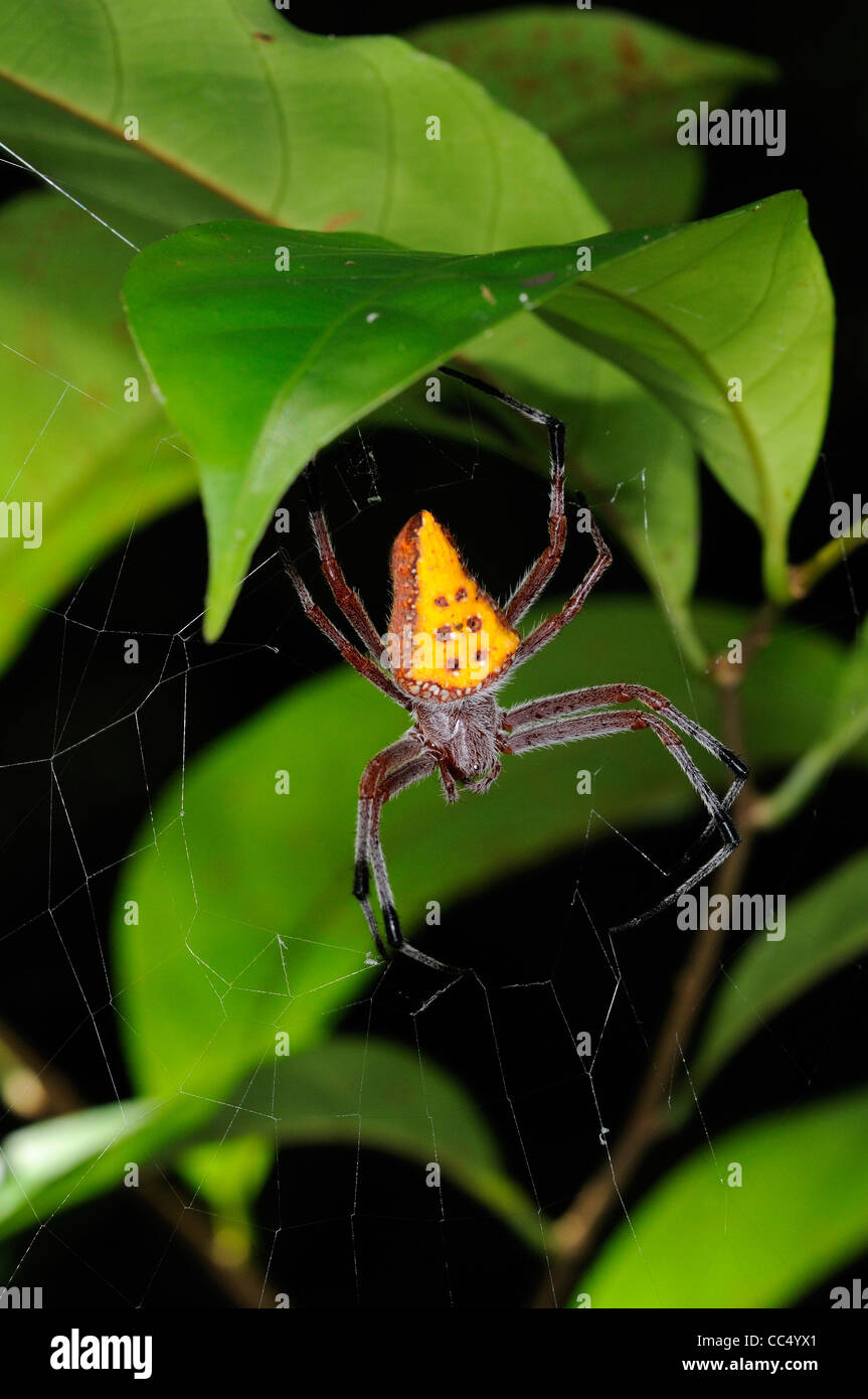 Golden-spotted Orb Weaver Spider (Eriophora nephiloides) femmes en web sous la végétation forestière, Guyana, d'Iwokrama Banque D'Images