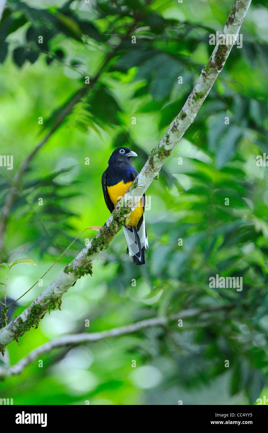 (Trogon à queue blanche Trogon viridis) perché sur la branche couverte de lichen, Trinité Banque D'Images