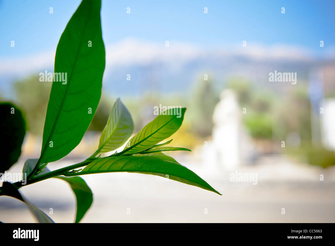 Des feuilles d'une plante dans une journée ensoleillée avec ciel bleu. Banque D'Images