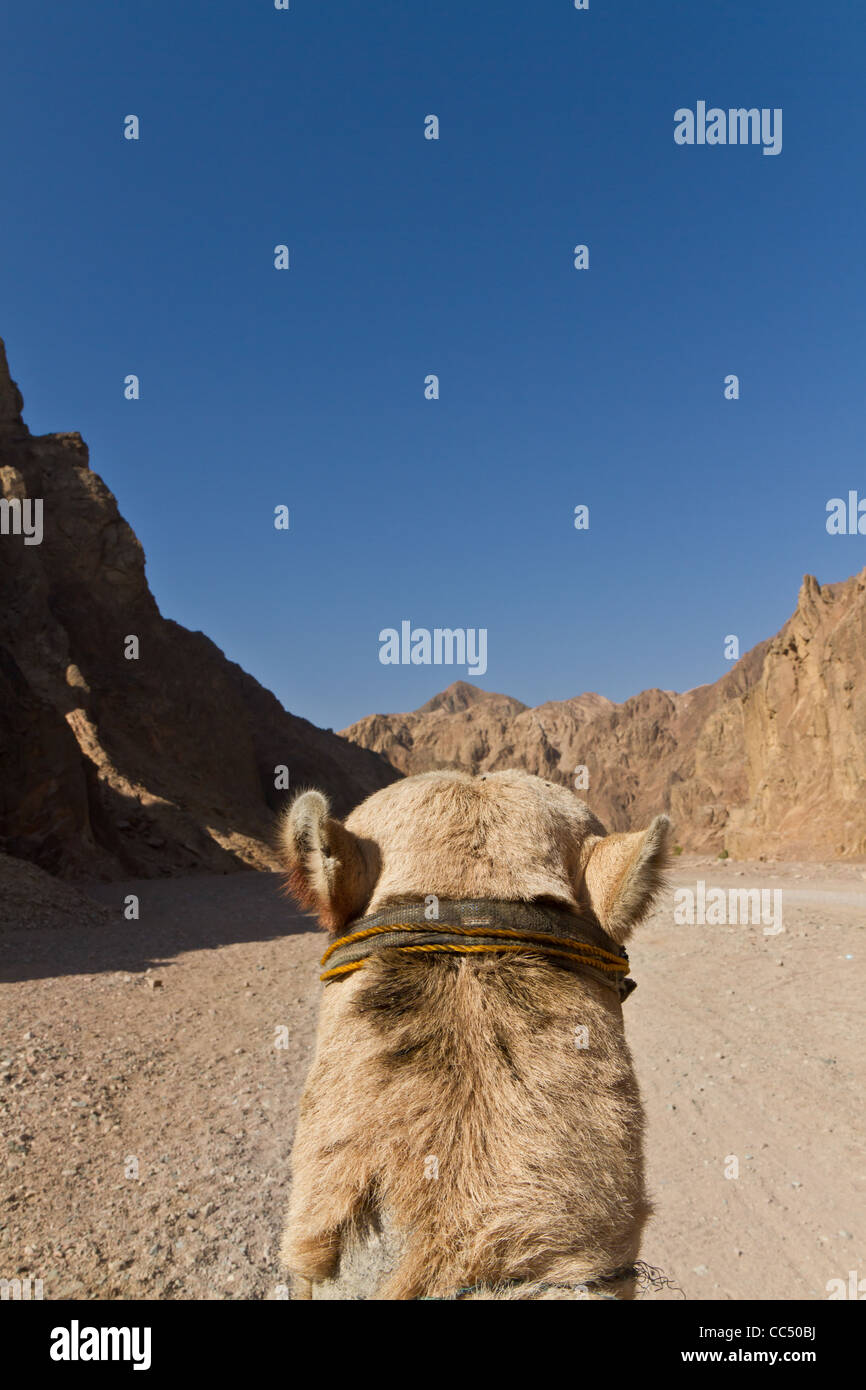 L'équitation de chameau dans les montagnes près de Dahab en Egypte. Banque D'Images