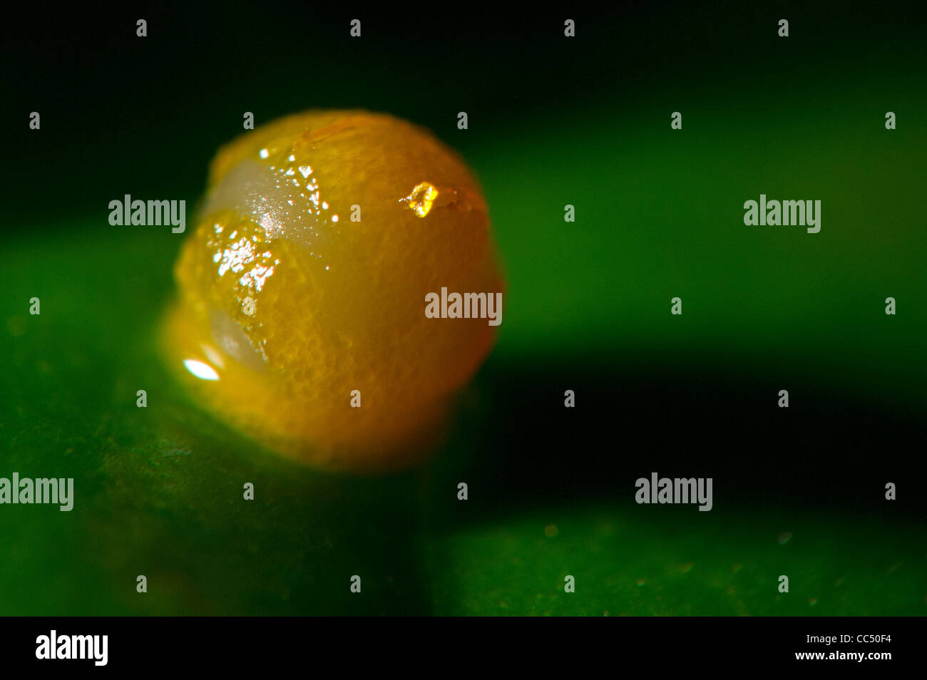 Un œuf de l'Thoas Swallowtail butterfly Banque D'Images