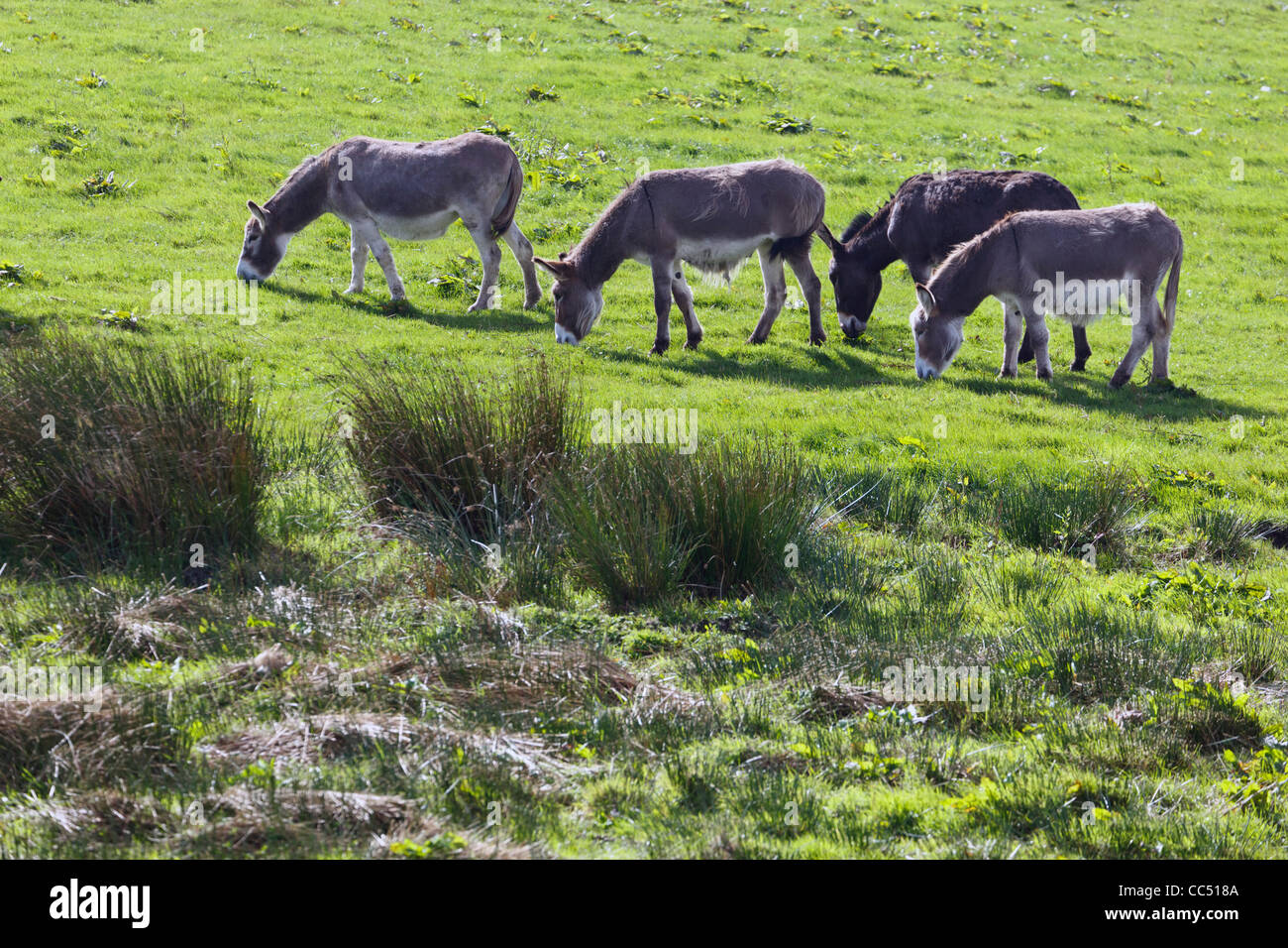 Quatre ânes paître dans un champ près de Balldehob, comté de Cork, République d'Irlande. Banque D'Images