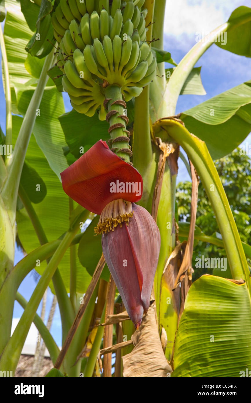 Bananier en fleur avec des bananes Photo Stock Alamy