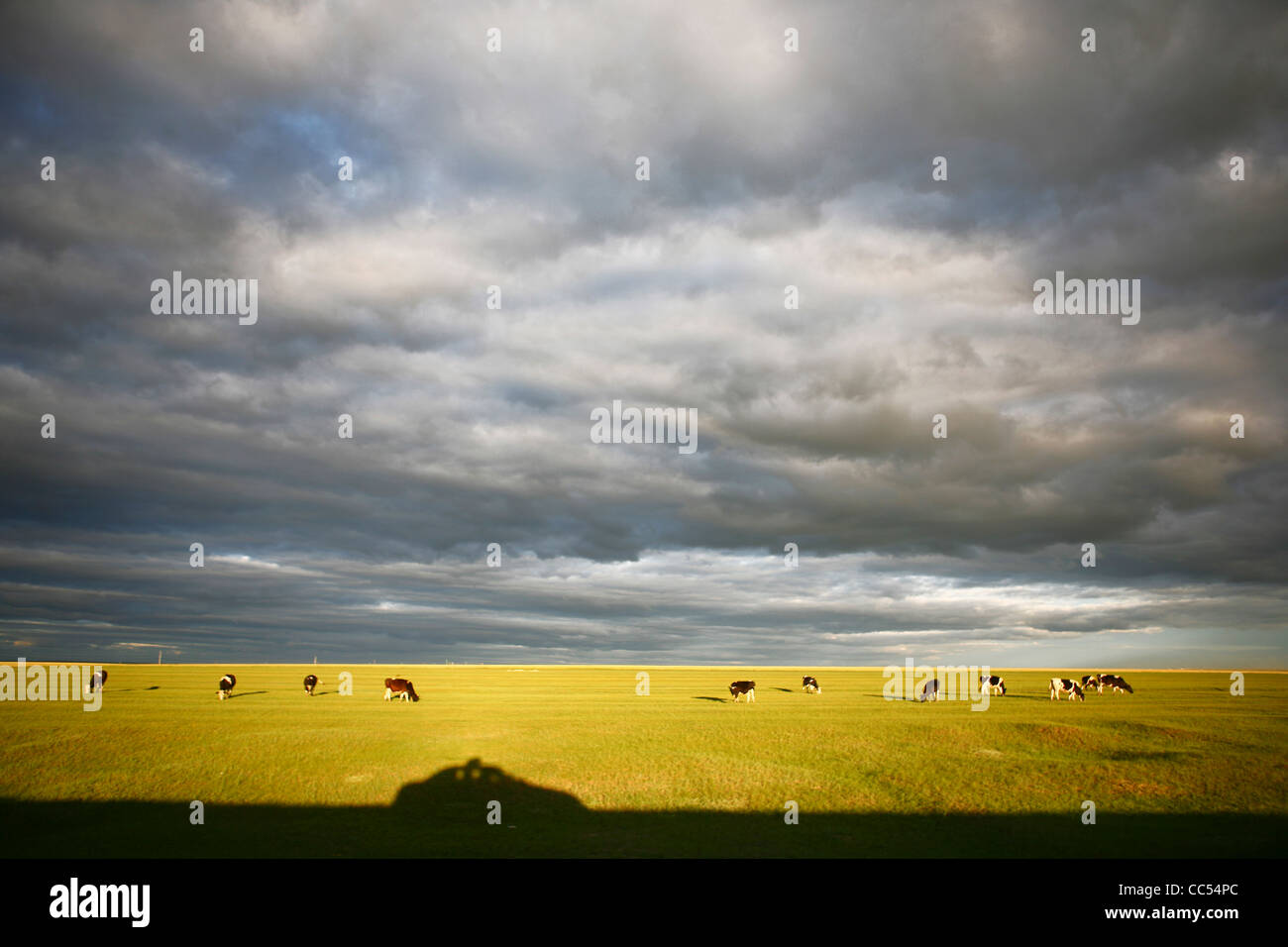 Le pâturage libre vache, Jinzhanghan tribu mongole, Hulun Buir herbage, Manzhouli, Hulunbuir, Mongolie intérieure, Chine Banque D'Images