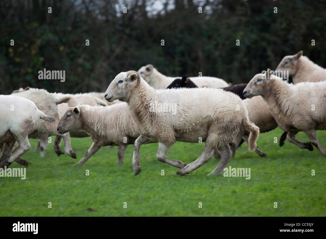 Troupeau de moutons ; ; ; Cornwall, UK Banque D'Images