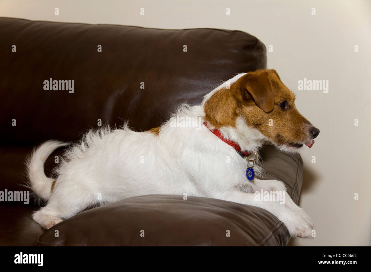 Un mignon Jack/Parsons Russell Terrier attend ardemment sur un canapé pour son capitaine pour retourner Banque D'Images