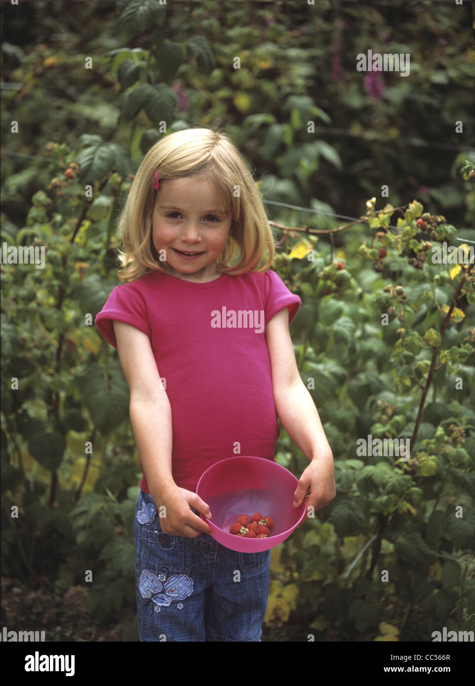 Jolie jeune fille cueillant des framboises dans le jardin - variété de joyaux de Malling, Cornwall, Angleterre Royaume-Uni Banque D'Images