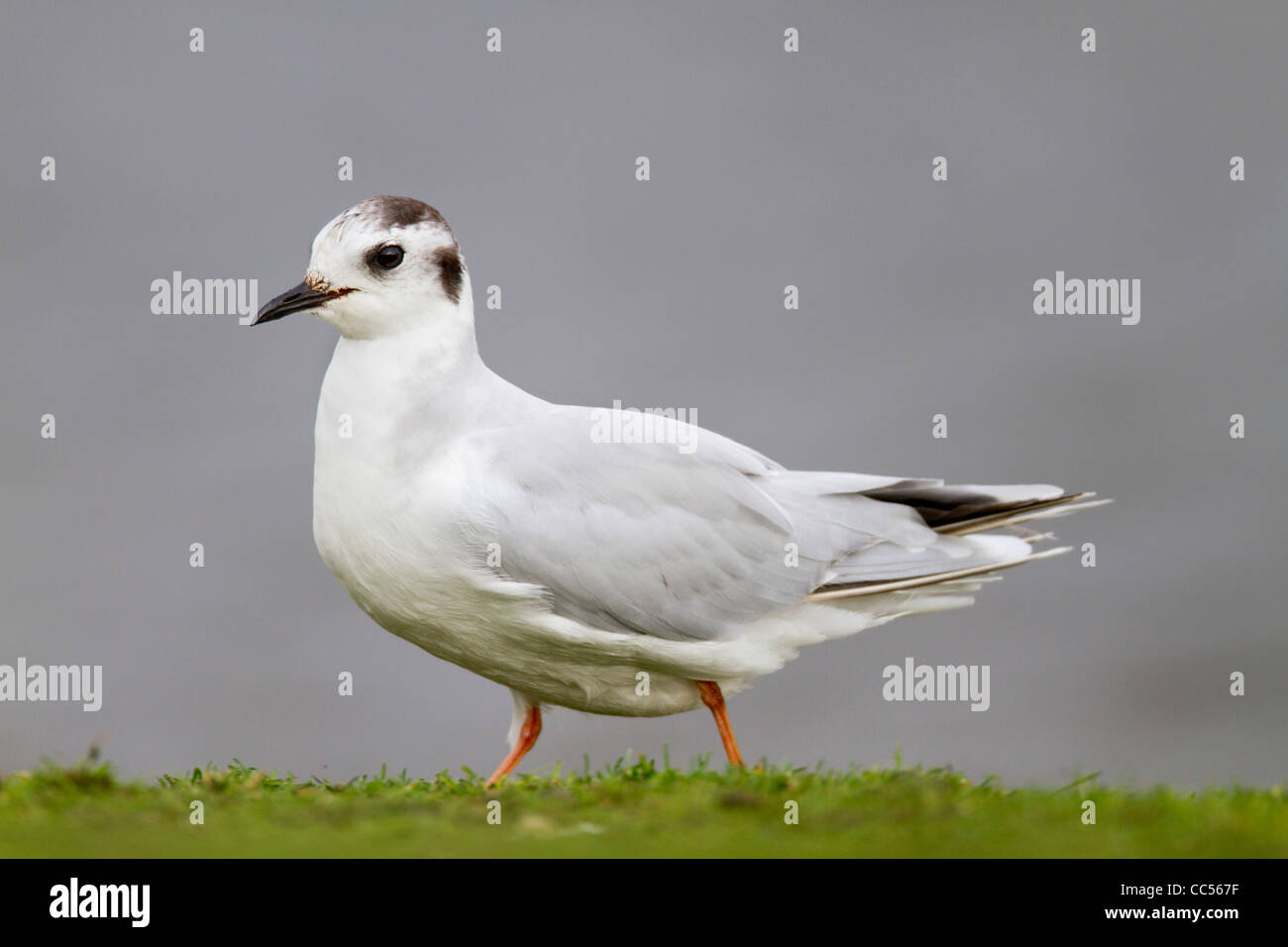 Mouette pygmée Larus minutus ; ; ; hiver ; Cornwall UK Banque D'Images