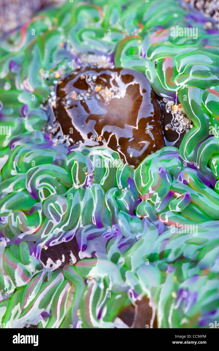 L'Anémone Anemonia viridis Snakelocks ; ; la marée basse ; Rock ; piscine ; Cornwall UK Banque D'Images