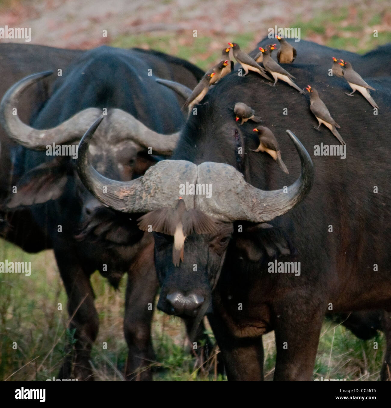 Afrique Botswana Tuba Tree-Cape avec buffalo à bec jaune Oxpeckers sur elle (Syncerus caffer) Banque D'Images