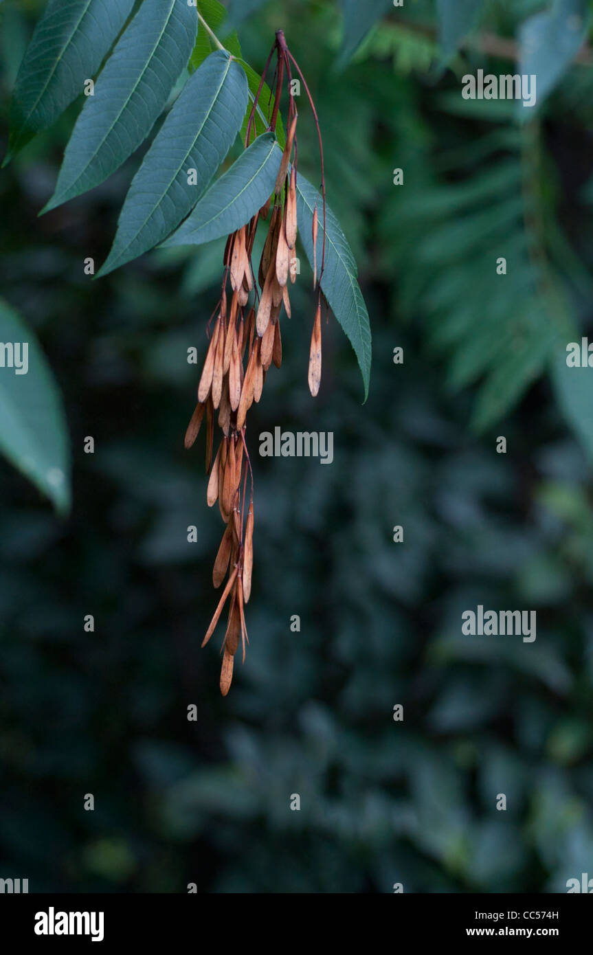 Les graines séchées accrochée à une branche d'arbre Banque D'Images