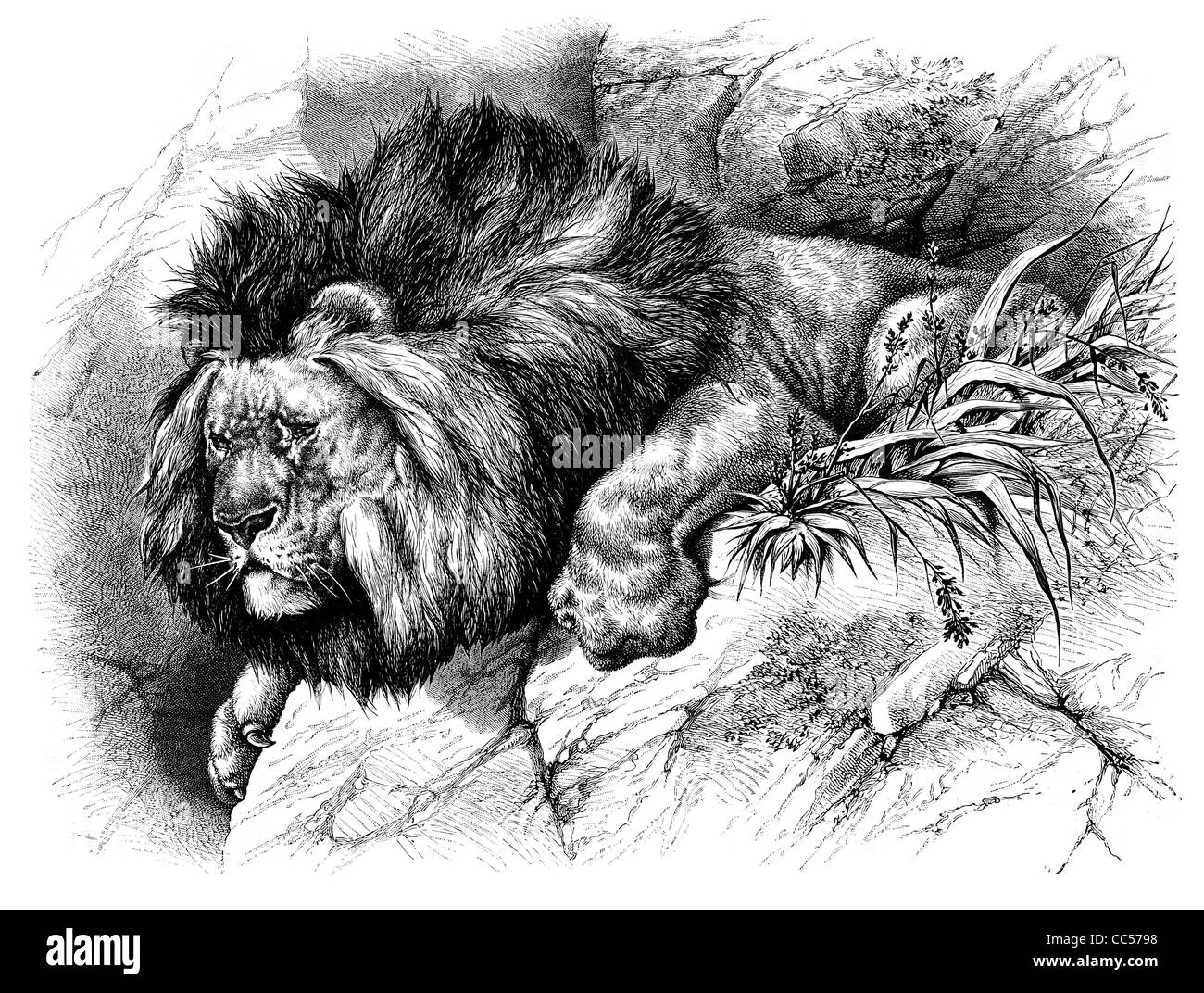 L'African Lion Panthera leo big cat Feline Safari Afrique Roi de la jungle paw claw mane habitat rochers sauvages tigre prédateur bête Banque D'Images