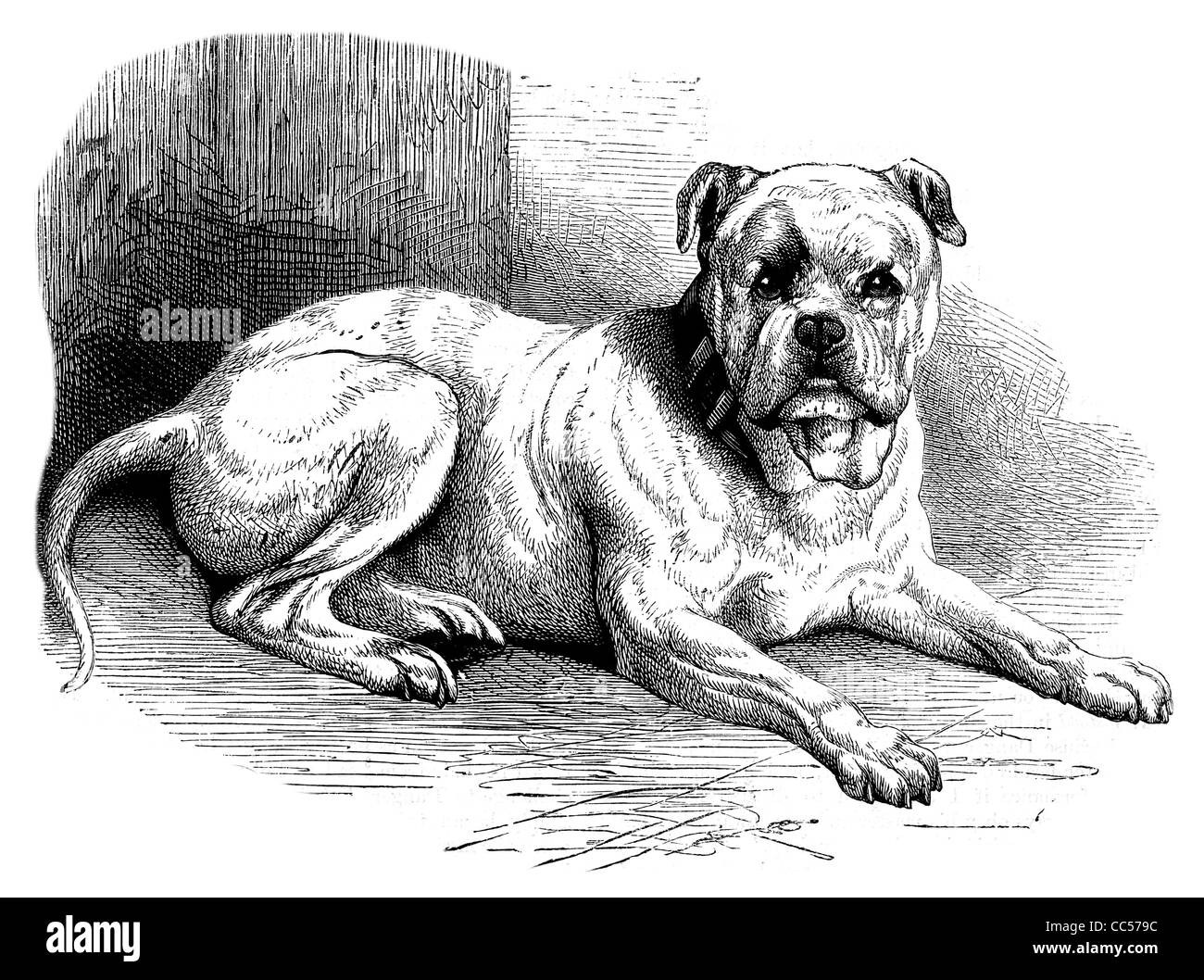 Chien de garde Danger animal mans meilleur ami canin prédateur manteau de fourrure collier griffe patte bête dangereuse chasse Bloodhound Banque D'Images