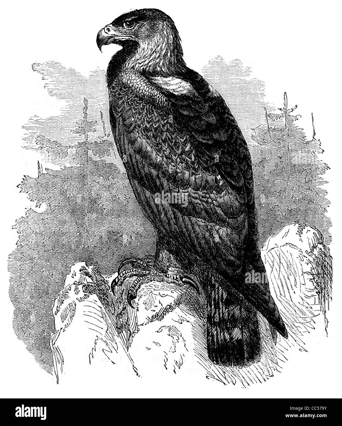 Aigle royal Aquila chrysaetos oiseau de la perche Prédateur animal sauvage nature plumage plume perché Banque D'Images
