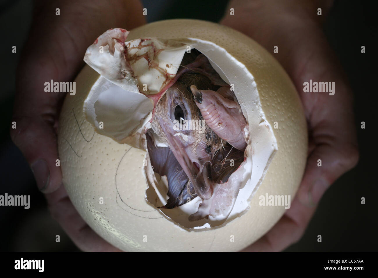 Un bébé autruche est né à à Ostrich farm Banque D'Images