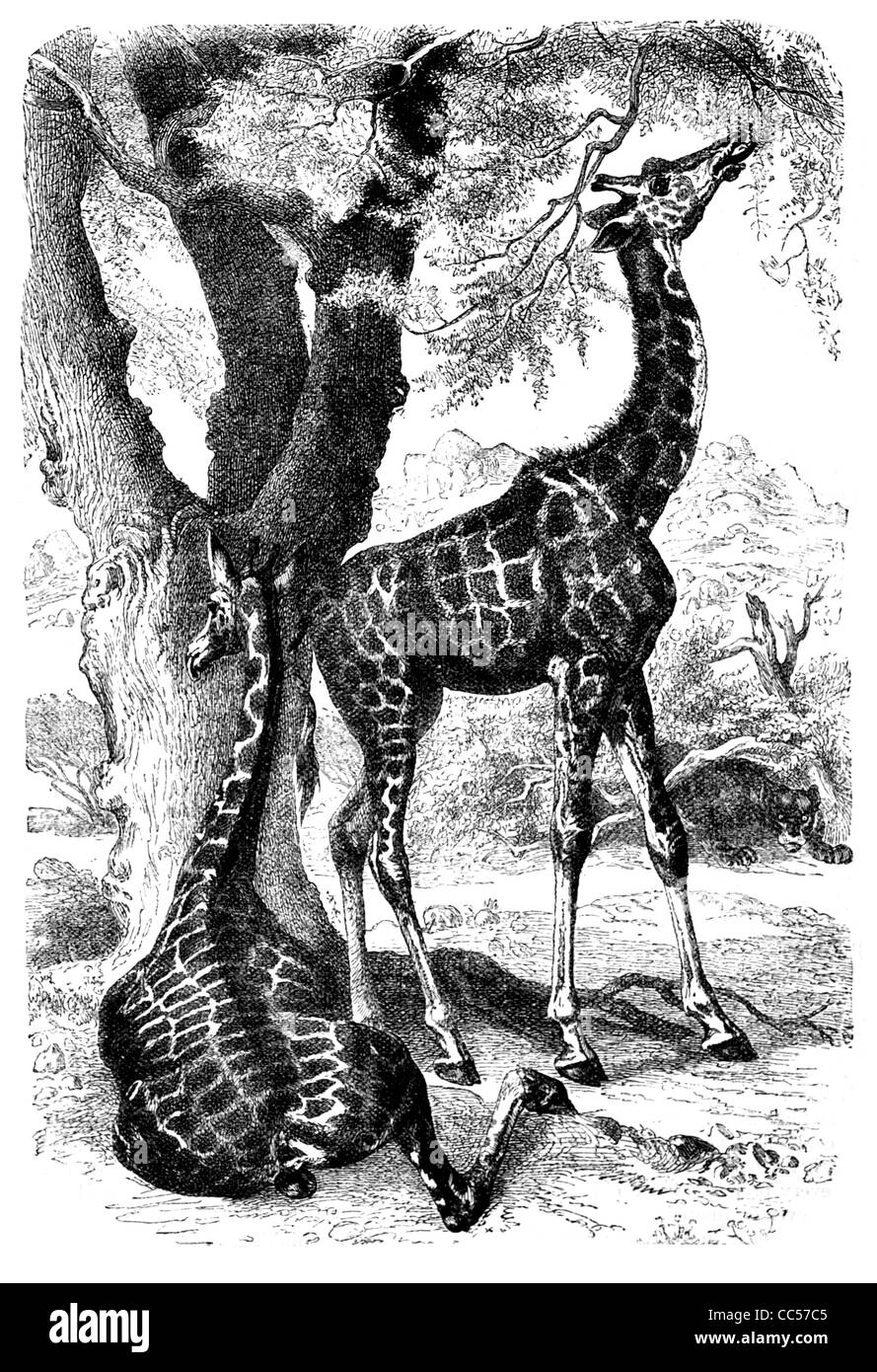 Les Girafes Giraffa camelopardalis girafe animal mammifère sauvage faune safari nature park grand gibier chassé de la prairie de la brousse Banque D'Images