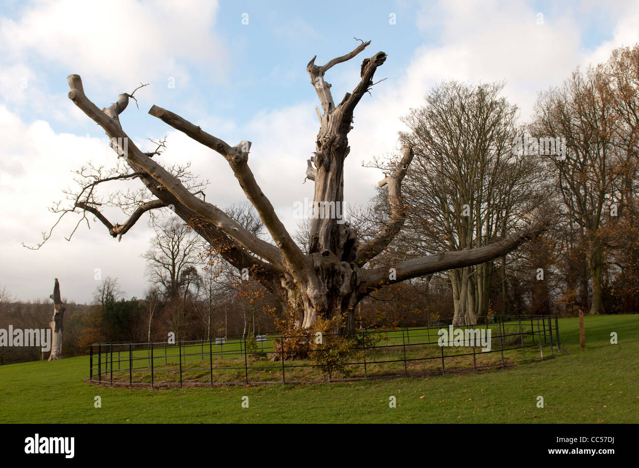 Sweet Chestnut Tree, ancienne Elmdon Park, Birmingham, UK Banque D'Images