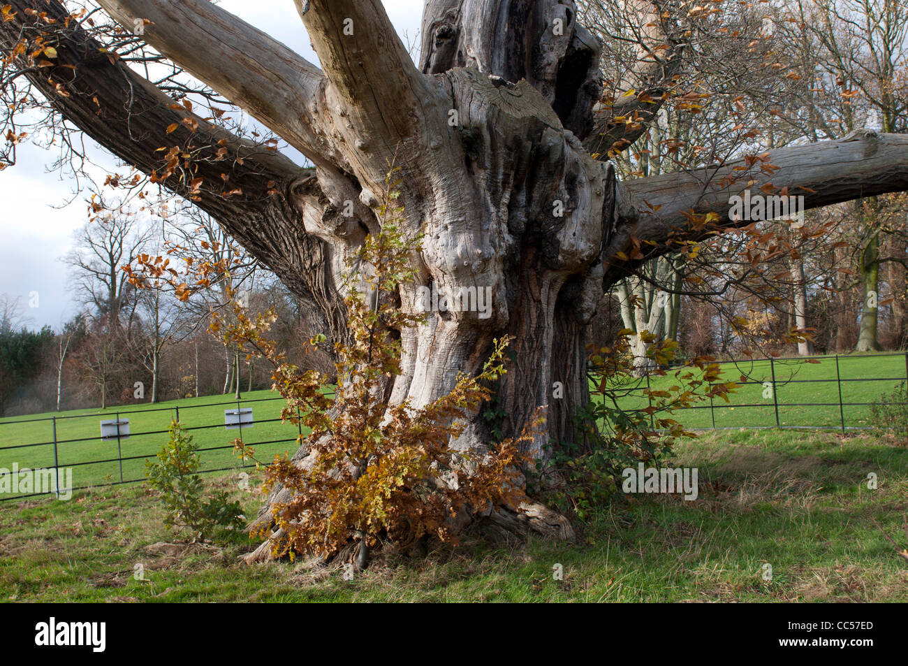 Sweet Chestnut Tree, ancienne Elmdon Park, Birmingham, UK Banque D'Images