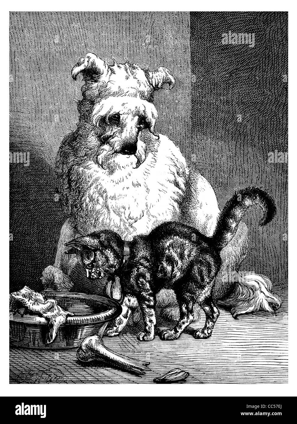 Poodle et Chaton Banque D'Images