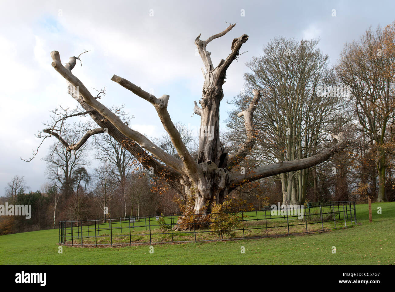 Sweet Chestnut Tree, ancienne Elmdon Park, Birmingham, UK Banque D'Images