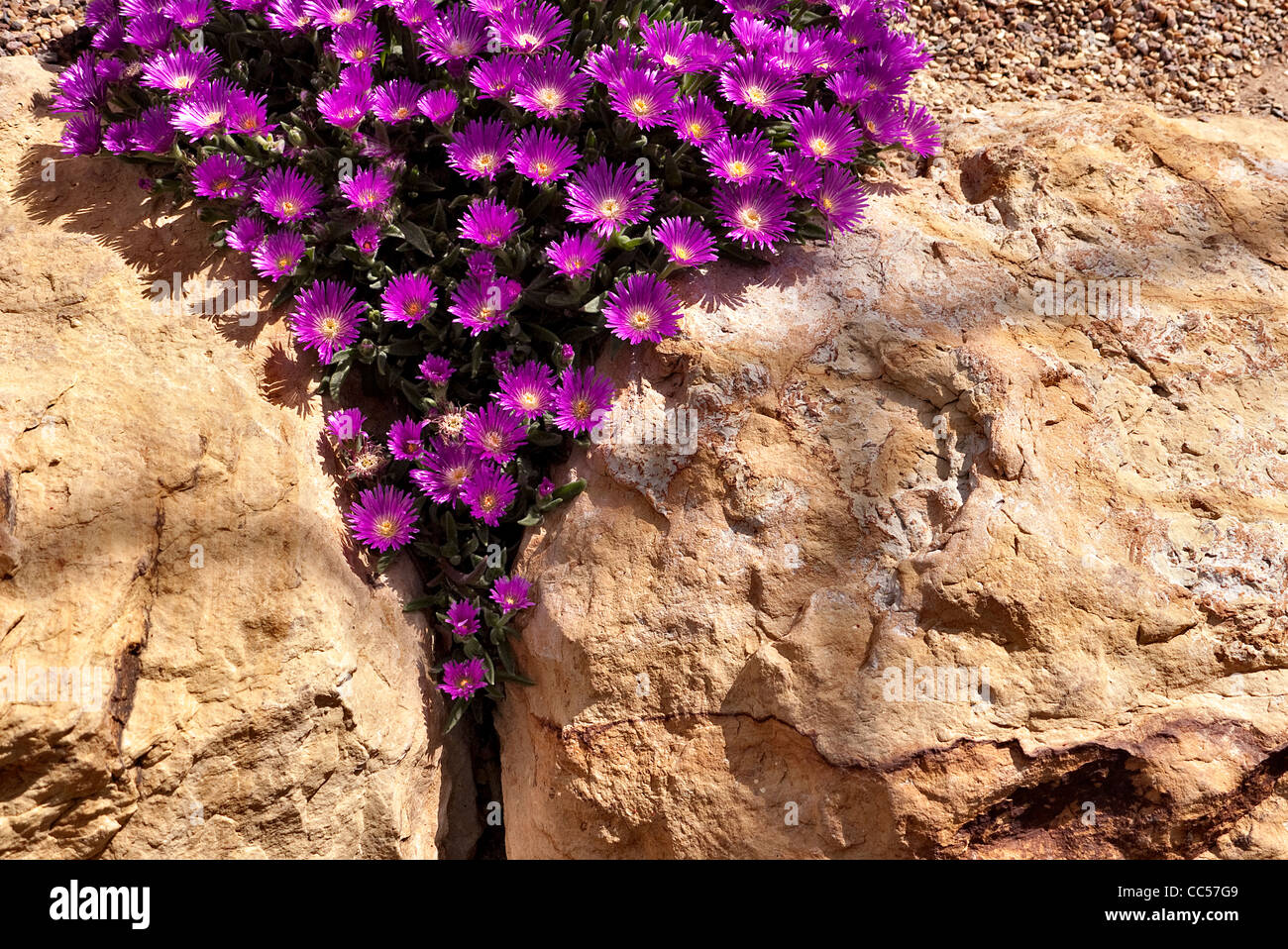 Les plantes alpines rock violet Banque D'Images