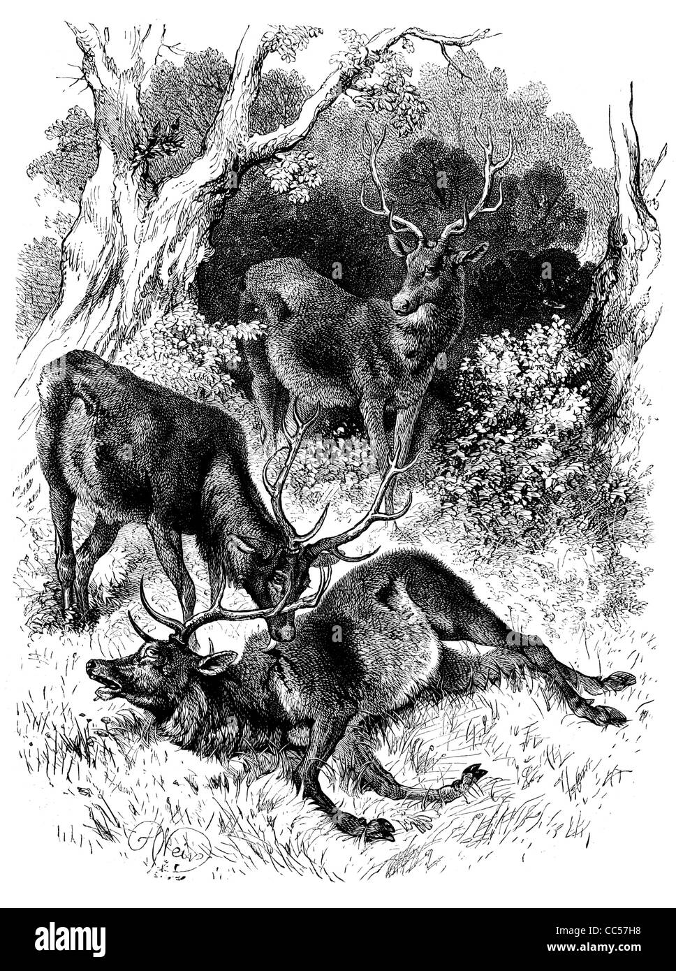 Bataille de Cervus elaphus chevreuil andouiller tête de cerf cerf bois proies hart manteau de fourrure animal sauvage chassé de la viande de gibier nature jeu Banque D'Images