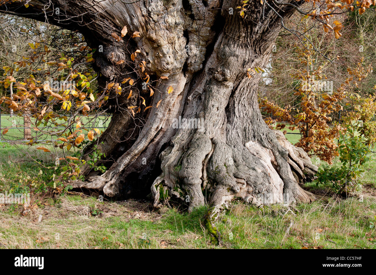 Sweet Chestnut Tree, ancienne Elmdon Park, Birmingham, UK Banque D'Images