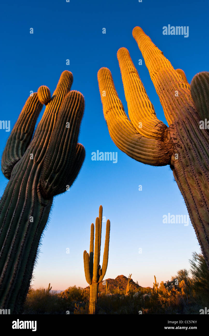 Saguaros énorme au lever du soleil. Usery Mountain Regional County Park. De l'Arizona. Désert de Sonora. Banque D'Images