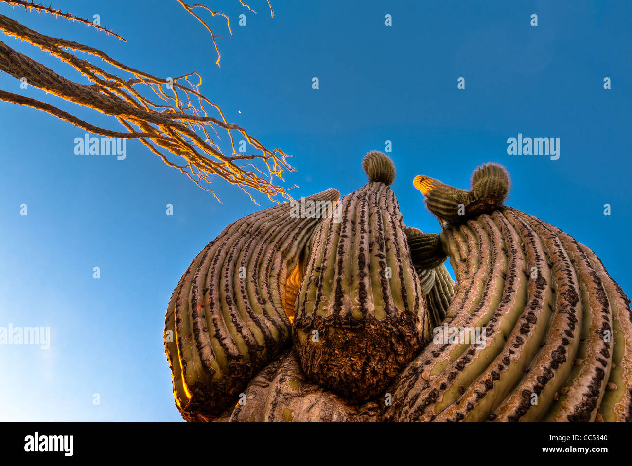 Saguaros énorme au lever du soleil. Usery Mountain Regional County Park. De l'Arizona. Désert de Sonora. Banque D'Images