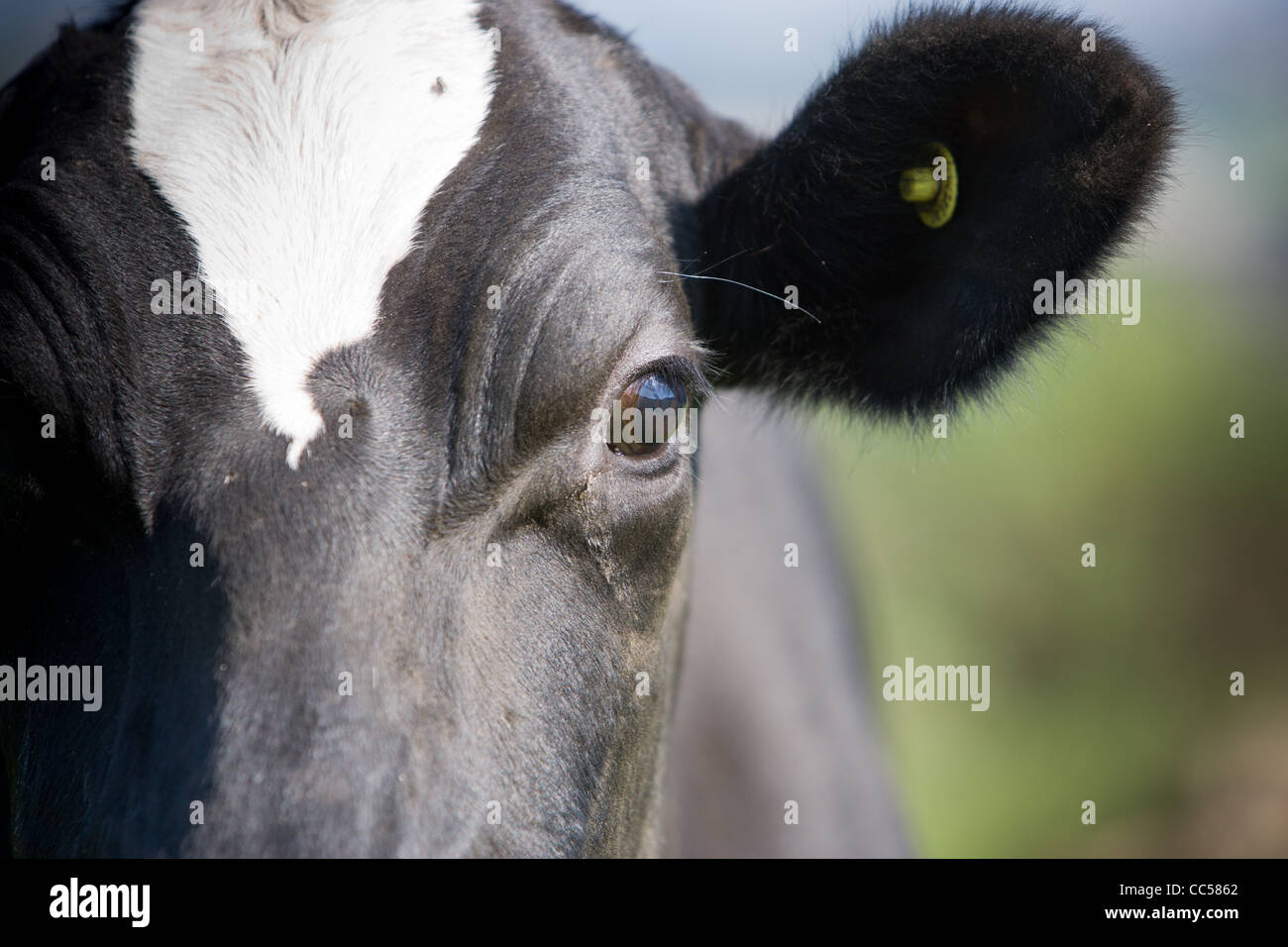 Vaches dans un champ d'herbe verte avec ciel bleu Banque D'Images