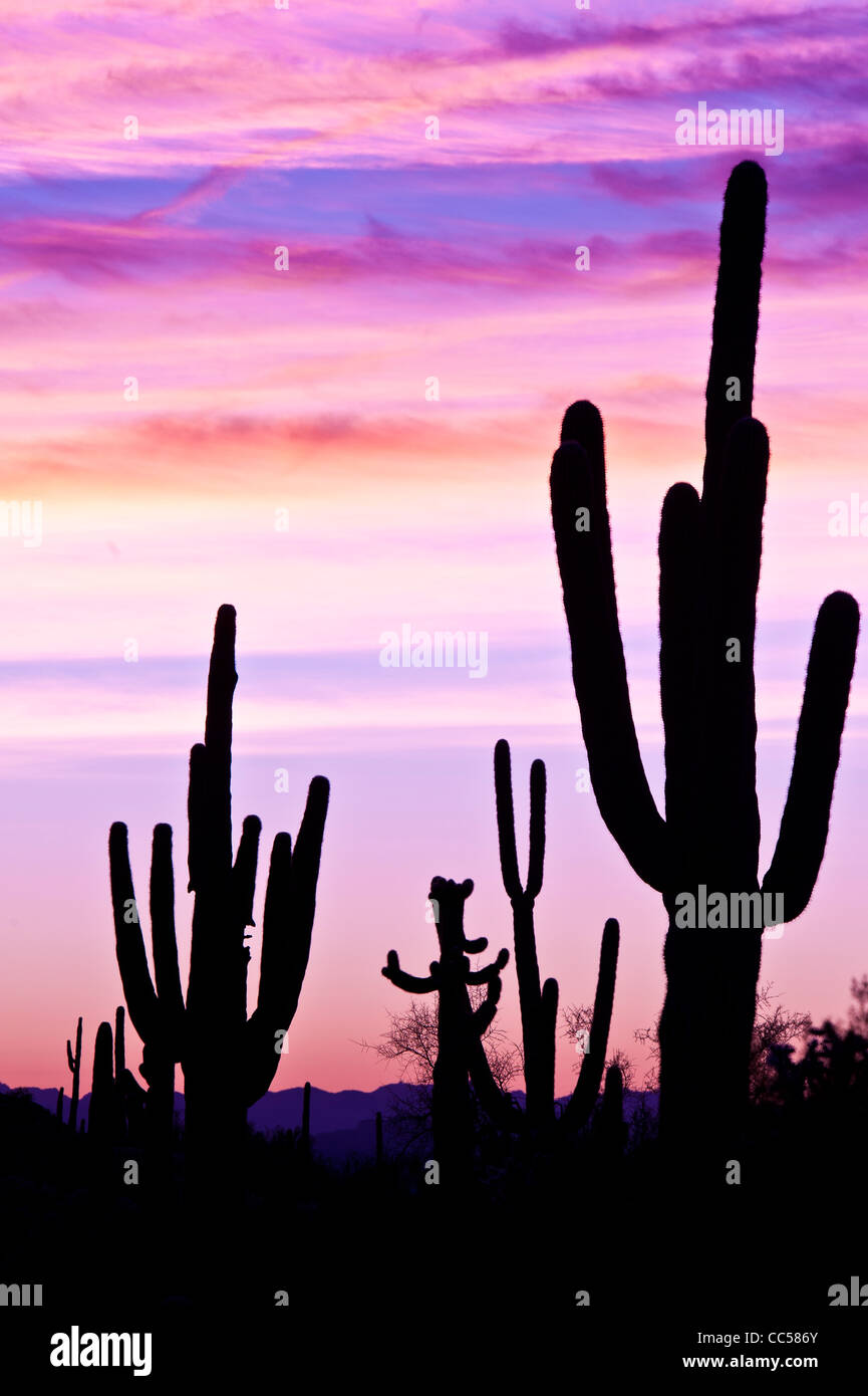 Saguaros énorme au lever du soleil. Usery Mountain Regional County Park. De l'Arizona. Désert de Sonora. Banque D'Images