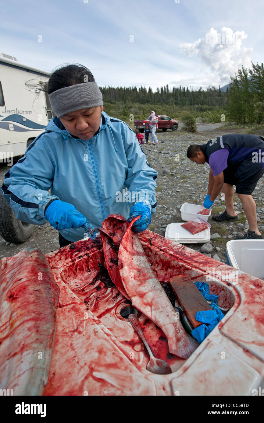 Woman cleaning le saumon. Chitina. De l'Alaska. USA Banque D'Images