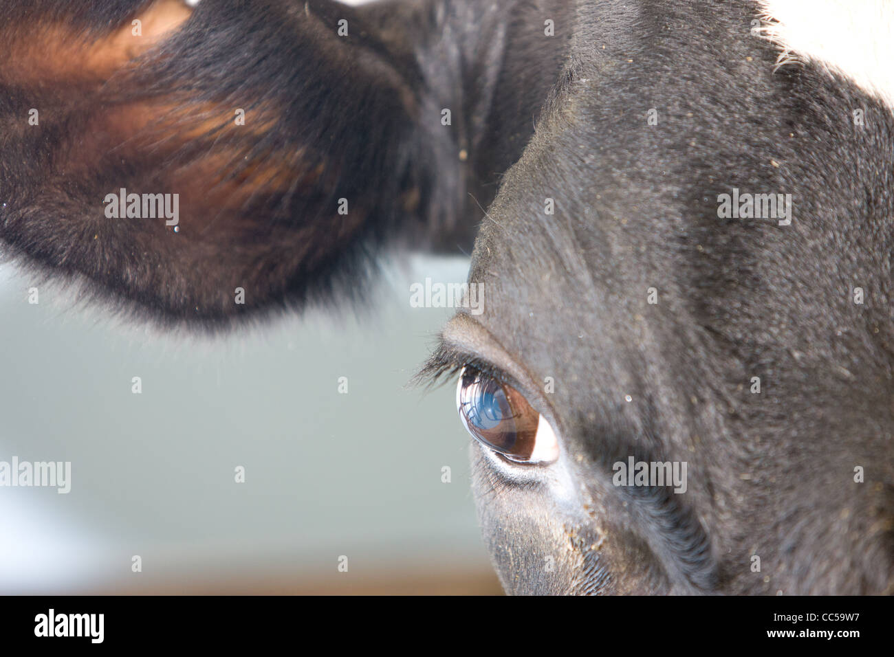 Les vaches frisonnes dans une salle de traite sur une ferme laitière dans le Westcountry, UK Banque D'Images