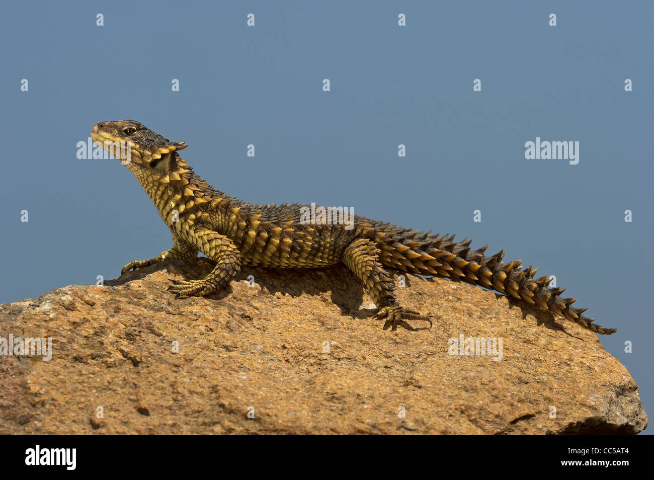 Un Sungazer lézard, le bain de soleil Banque D'Images