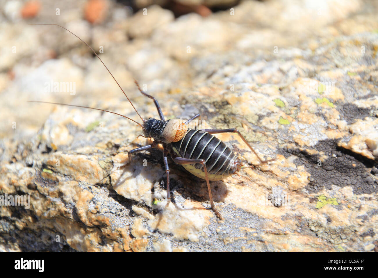 Bush cricket, typique de la Sierra de Madrid Banque D'Images