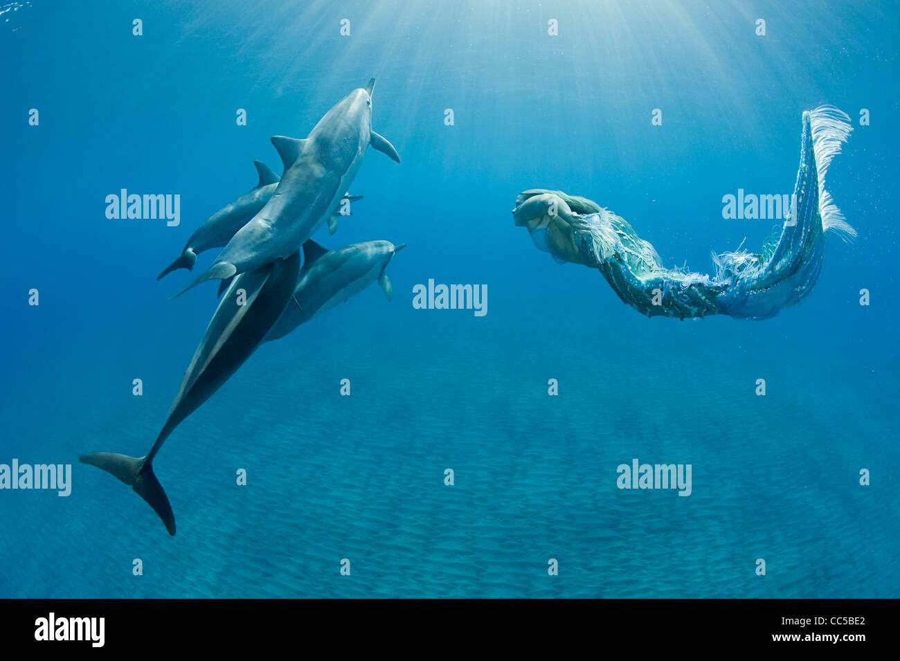Sirène nage avec les dauphins, Hawaiian Kona, Hawaii Banque D'Images