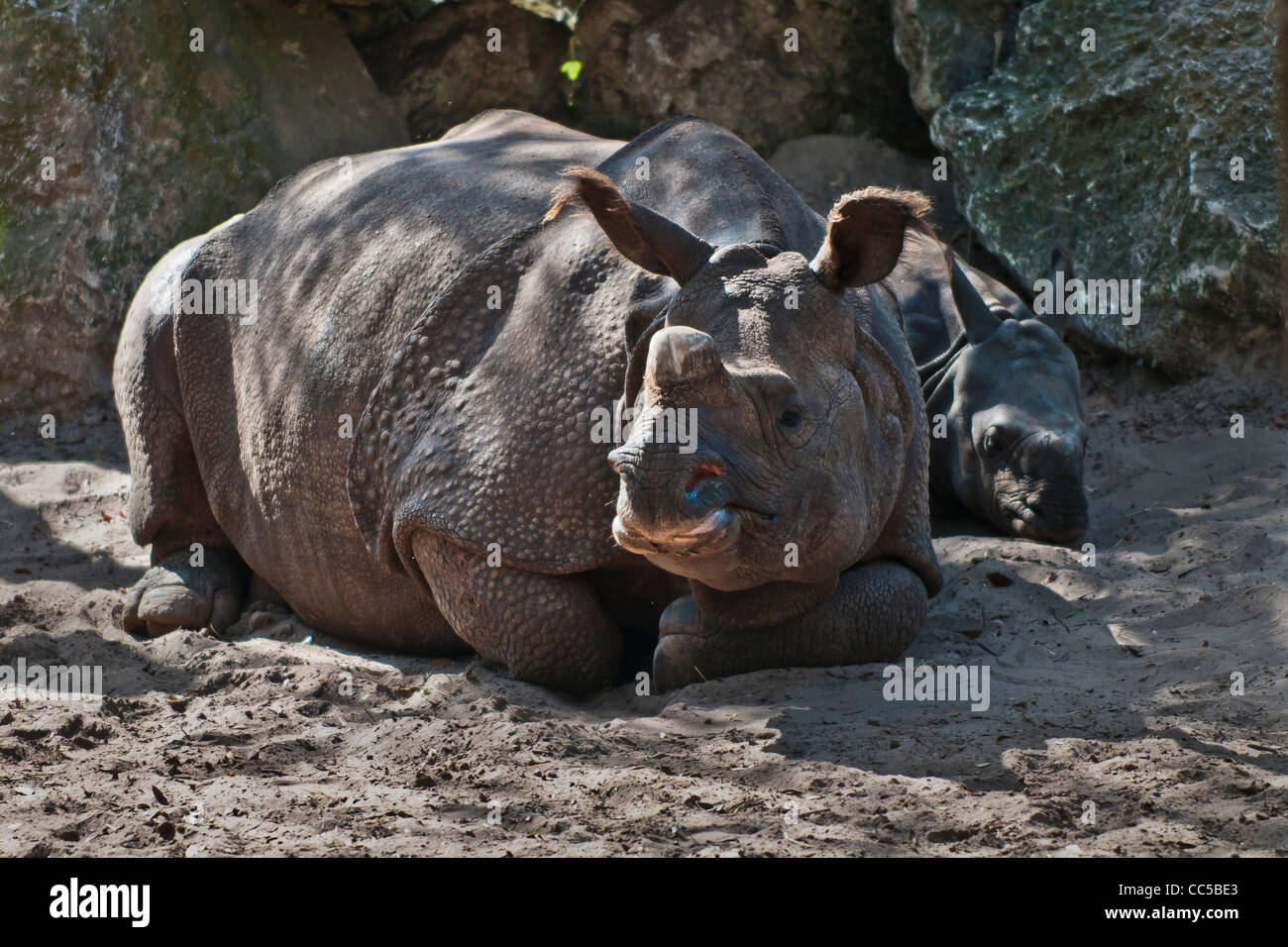 La mère et l'enfant couché sur le sable de rhinocéros Banque D'Images