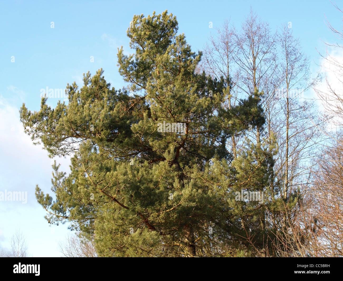 Pin, sapin / Pinus / Kiefer Banque D'Images