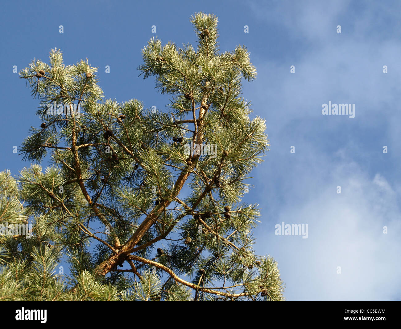 Les branches d'un pin, sapin / Pinus / Äste von Kiefer Banque D'Images