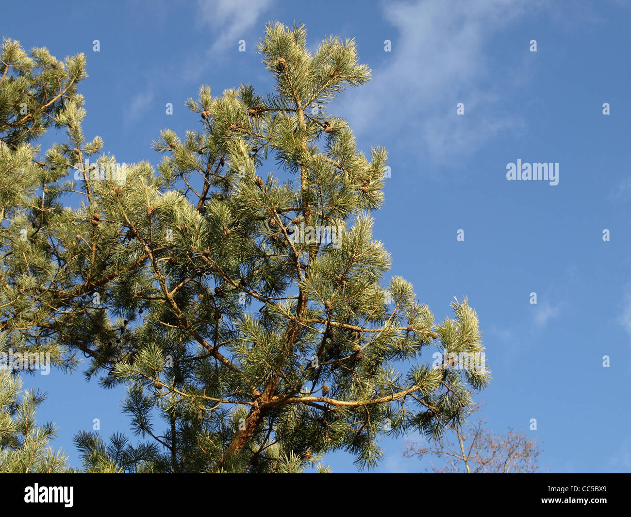 Branches de pin, sapin / Pinus / Äste von Kiefer Banque D'Images